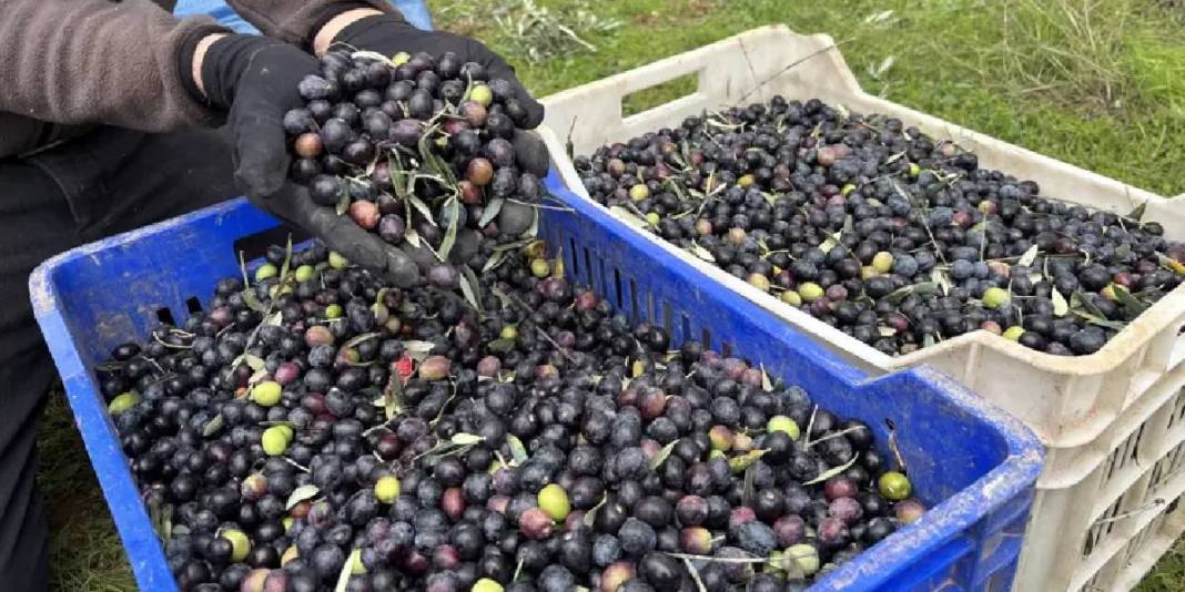 Tarladan 160 TL’ye veriyor, markette fiyatı 500’e çıkıyor! Düşük verimli hasat bitti: 2000 ton rekolte üreticiyi üzdü 3